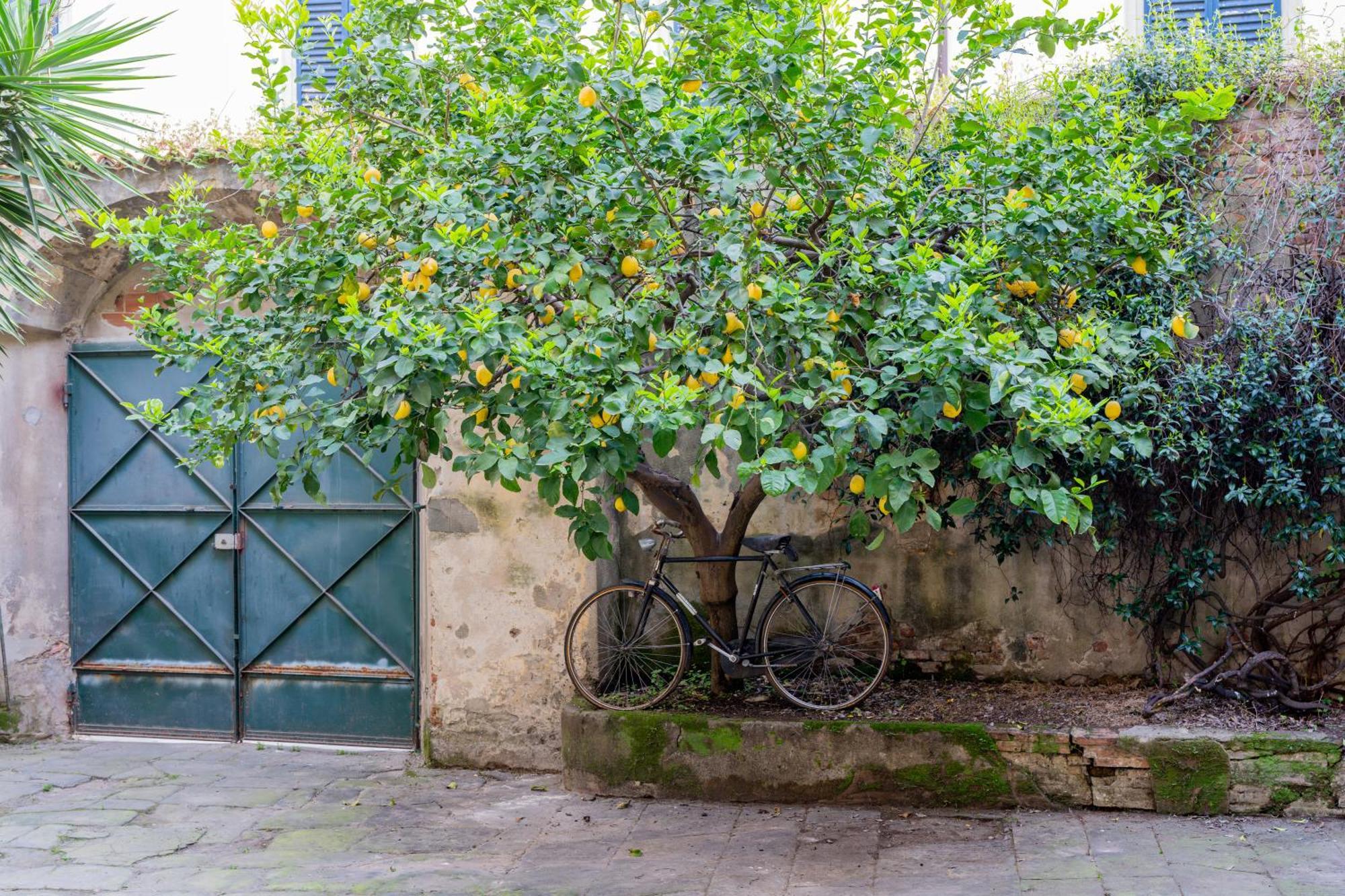 B&B Via Corsica 10 ปิซา ภายนอก รูปภาพ